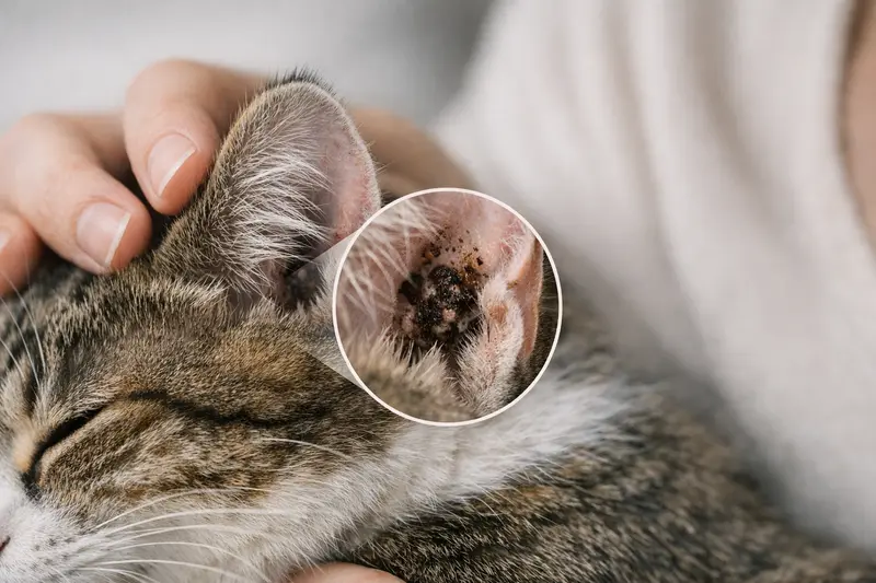Nahaufnahme einer Katzenohrmuschel mit dunklen, kaffeesatzähnlichen Belägen zur Darstellung von Gesundheitsthemen bei Katzen.