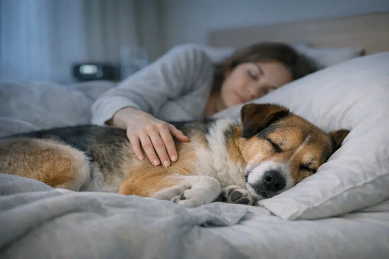 Ein entspannter Hund, der friedlich schläft und Gesundheit symbolisiert.