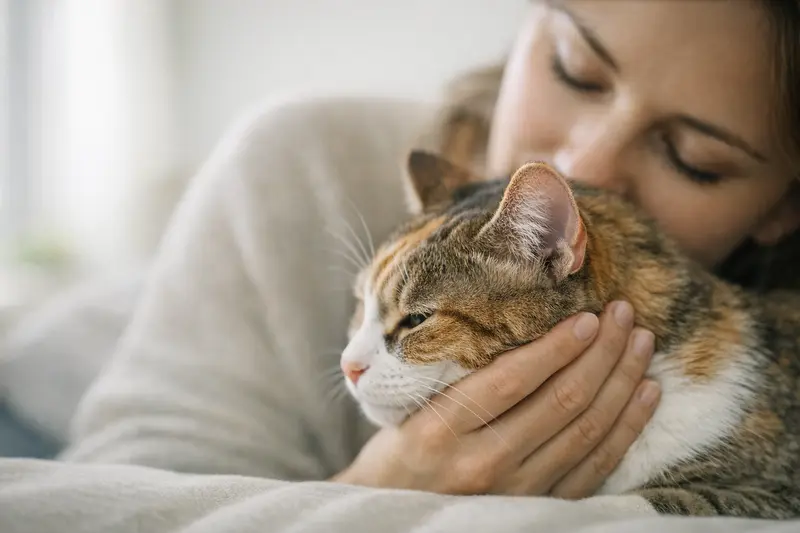 Eine gesunde Katze mit Fokus auf ihren Ohren- und Hautbereich.