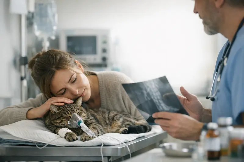 Tierärztliche Notfallbehandlung einer Katze zeigt die verschiedenen Kostenfaktoren.