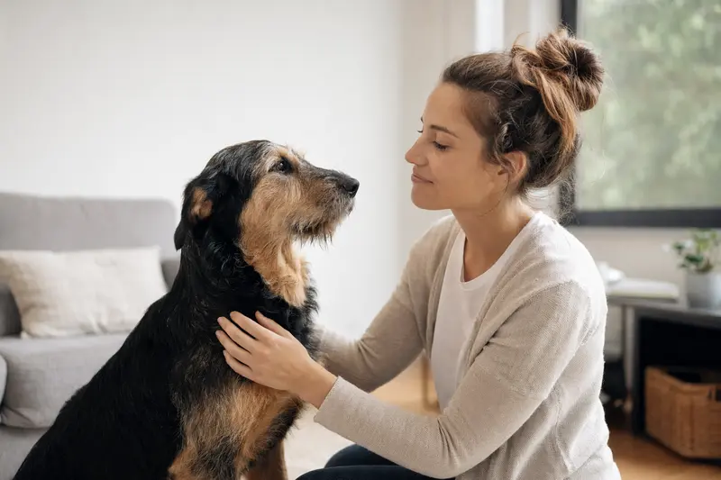 Hund beim Tierarzt – Symbolbild für Krankenversicherung und Behandlungskosten