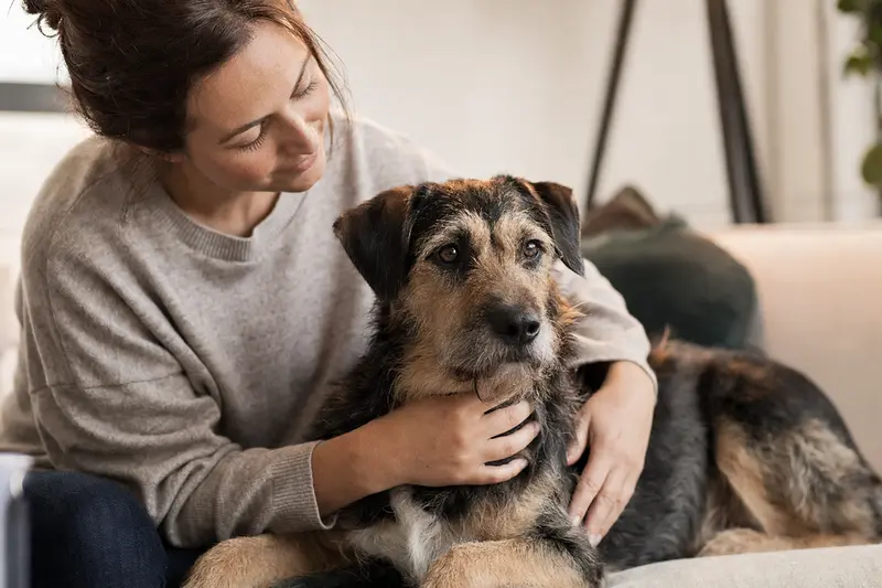 Hund beim Gesundheitscheck in ruhiger Umgebung