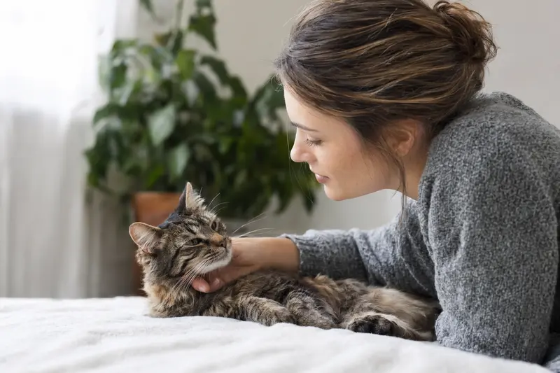 Katze beim Tierarzt-Check als Symbol für Gesundheit und Vorsorge