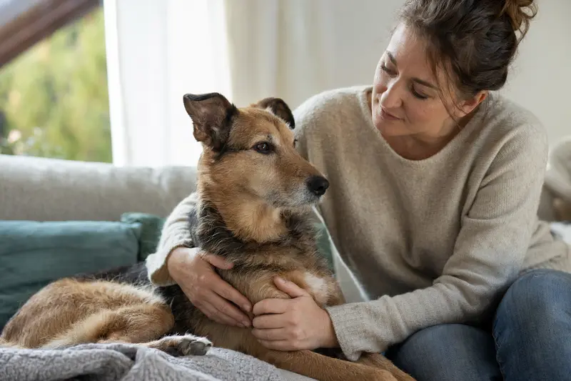 Hund beim Tierarzt: Entscheidungshilfe zur OP-Versicherung und Tarifvergleich