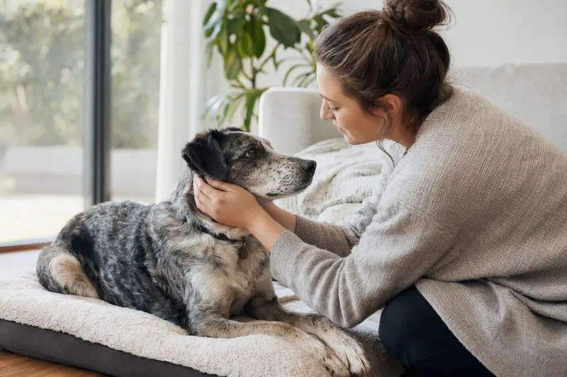 Hund beim Tierarzt: Untersuchung als Beispiel für Diagnostik und Behandlung