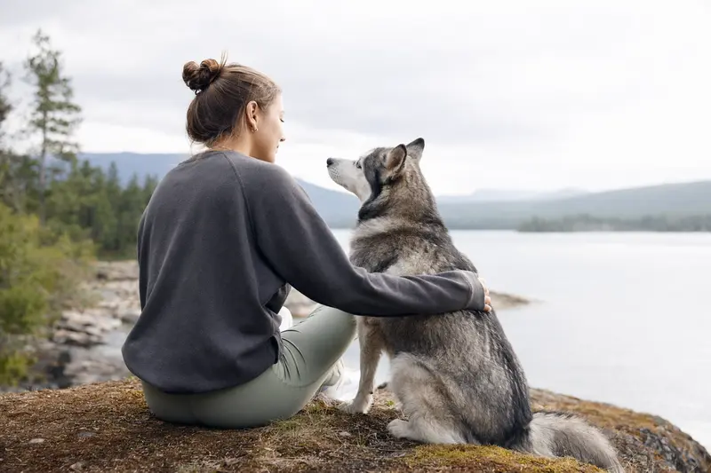 Husky im Freien – Rasseprofil und Orientierung zur Hundeversicherung