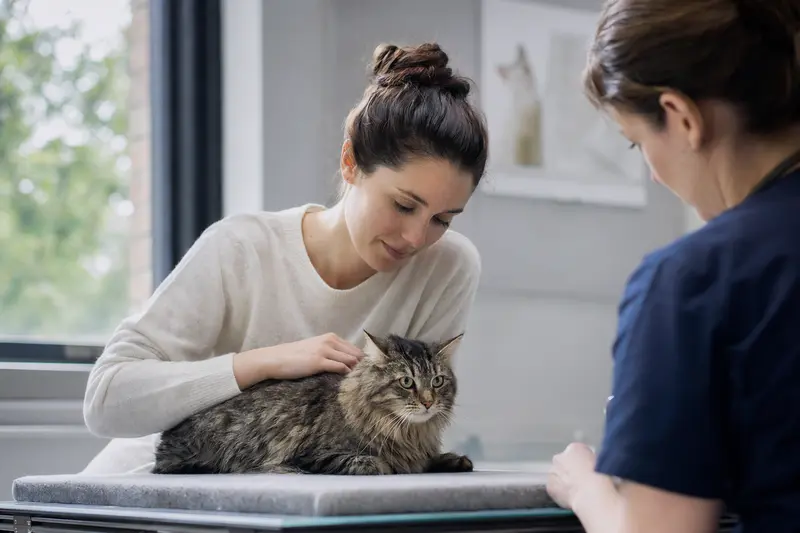 Katze beim Tierarzt im Behandlungsraum