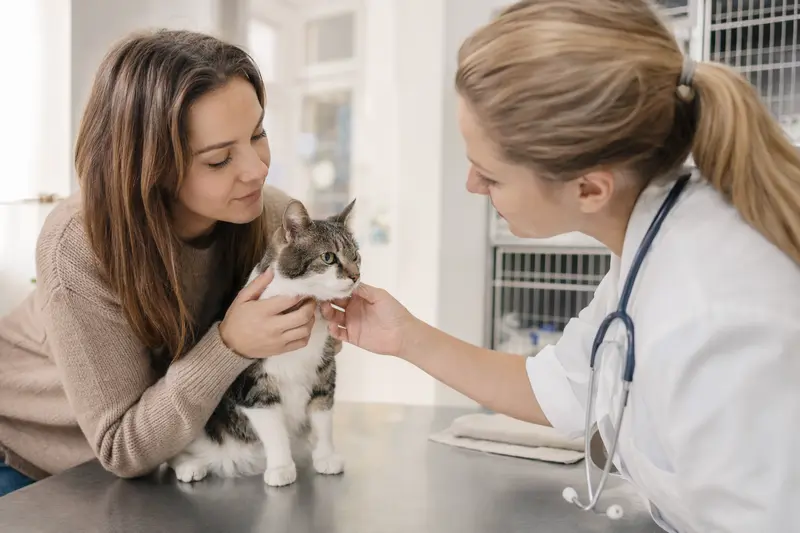 Katze in ruhiger Umgebung – Orientierung zur Katzenkrankenversicherung