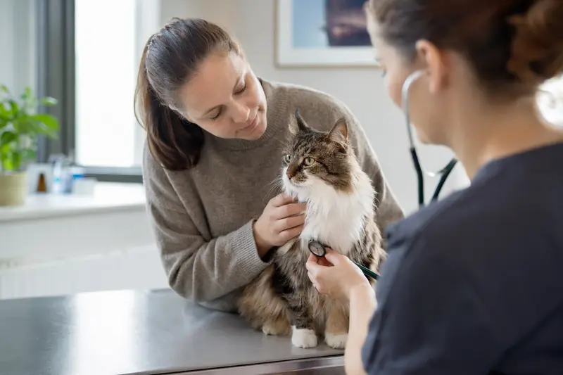 Katze beim Tierarzt – Symbolbild für Leistungen der Tierkrankenversicherung