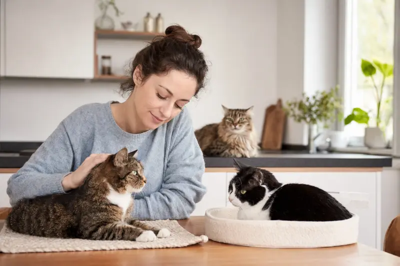 Mehrere Katzen in einem Haushalt – Orientierung zu Kosten und Absicherung