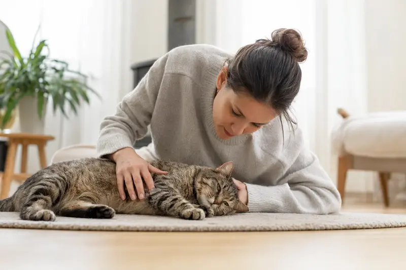 Katze in ruhiger Umgebung, Symbolbild für Notfall-Orientierung und Absicherung