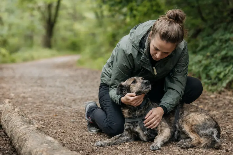 Hund in einer akuten Situation – Fokus auf schnelle Orientierung und Tierarztkontakt