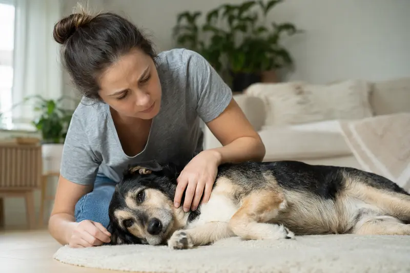 Hund in einer ruhigen Situation, Symbolbild für Notfall-Orientierung und schnelle Hilfe