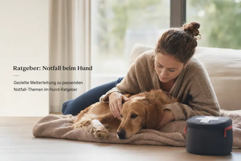Hund in einer ruhigen Situation, Symbolbild für Notfall-Orientierung und schnelle Hilfe