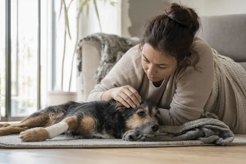 Hund in einer akuten Situation – Halter verschafft sich Überblick und bereitet den Tierarztbesuch vor