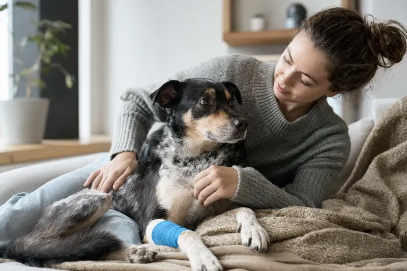 Hund beim Tierarzt – Symbolbild für OP-Kostenschutz