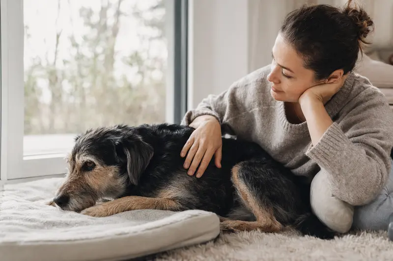Hund beim Tierarzt – Symbolbild für OP-Kostenabsicherung