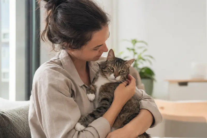 Katze wird am Fell untersucht – Thema Parasiten und Tierarztkosten