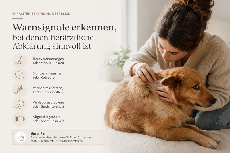 Hund wird am Fell kontrolliert – Orientierung zu Parasiten und Gesundheitsrisiken