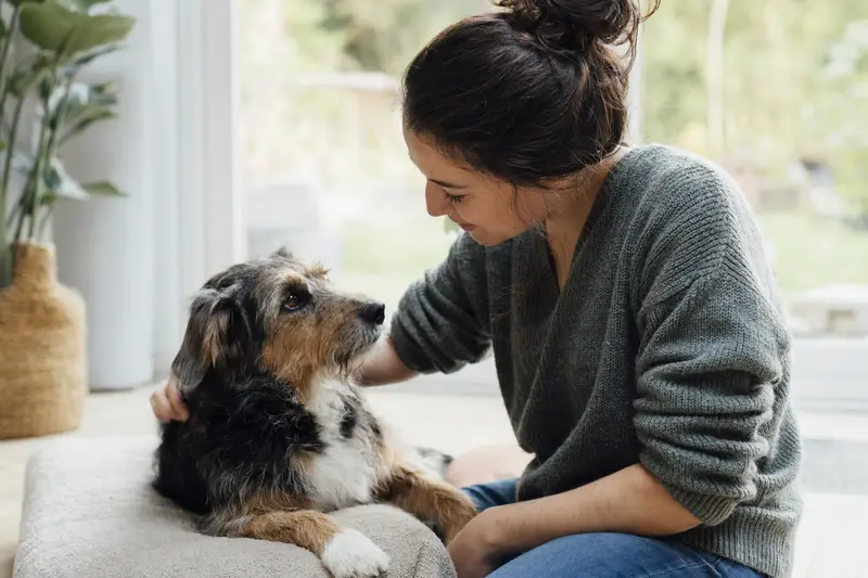 Hund beim Tierarzt – Symbolbild für Vorsorge, Diagnostik und OP im Tarifvergleich