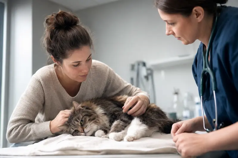Katze in Transportbox vor Tierarztpraxis bei Notdienst
