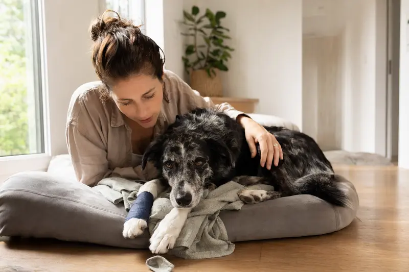 Hund in tierärztlicher Notfallbehandlung in einer Praxis