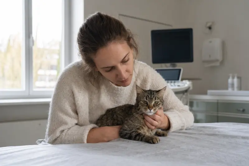 Katze beim Tierarzt – Symbolbild für Tierarztkosten und Absicherung