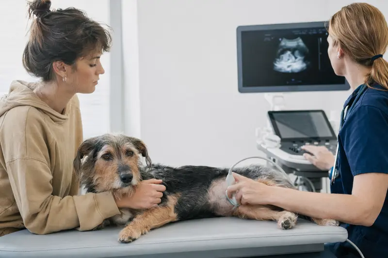 Hund beim Tierarzt – Kostenrisiken und Absicherung