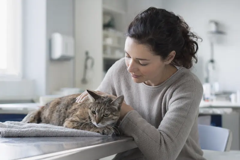 Katze beim Tierarzt in der Untersuchungssituation