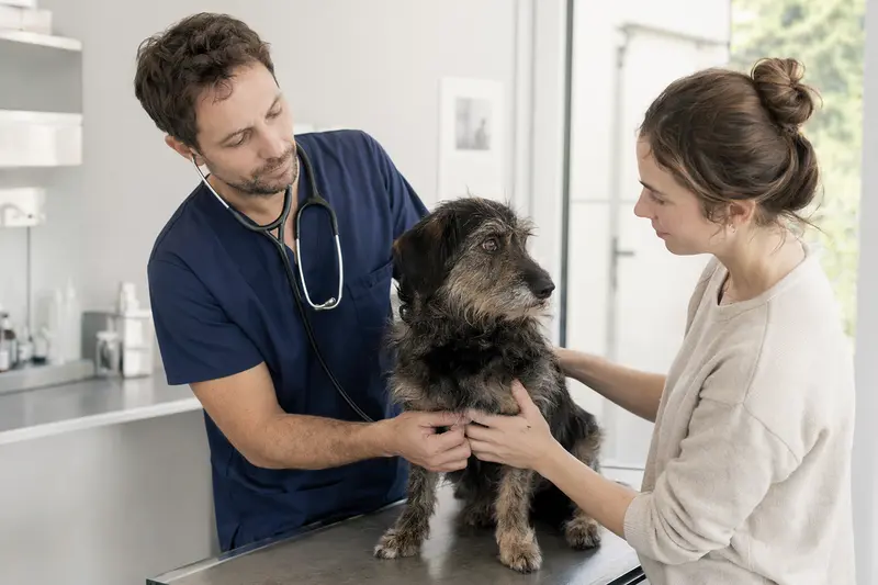 Hund beim Tierarzt – Symbolbild für Tierarztkosten und Absicherung