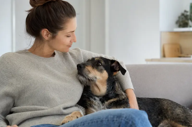 Hund liegt entspannt, Symbolbild für finanzielle Absicherung durch Hundeversicherung