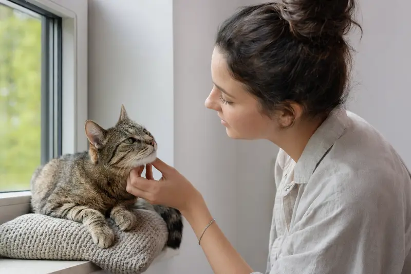 Symbolische Darstellung eines Tarifvergleichs für Katzenkrankenversicherung