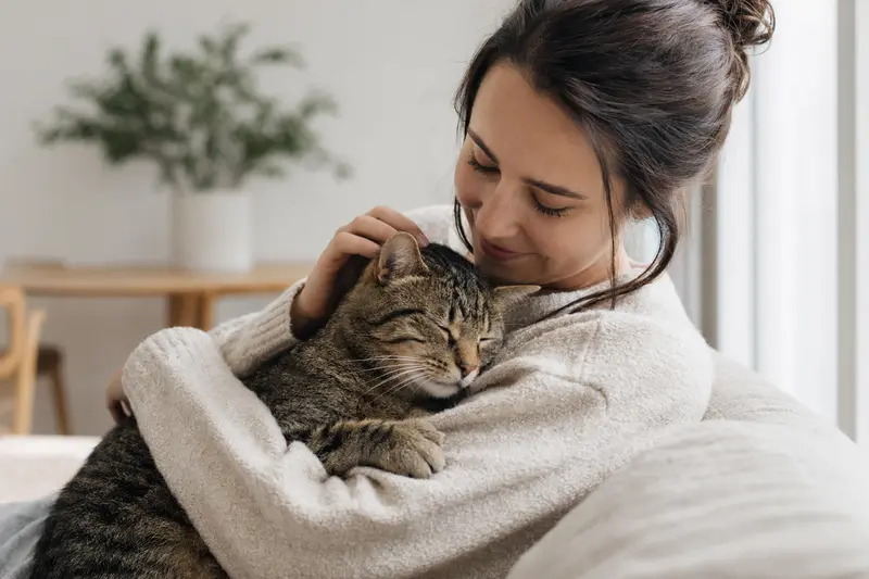 Katze auf dem Sofa – Orientierung zur Katzenversicherung im Vergleich