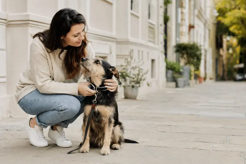 Hund im Alltag – Symbolbild für Sicherheit und Vorsorge durch passenden Versicherungsschutz