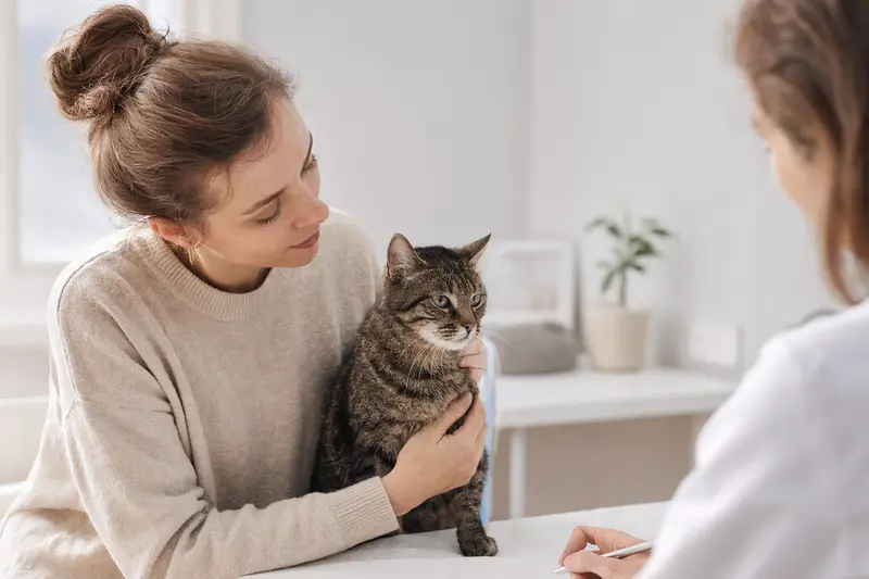 Katze beim Gesundheitscheck in ruhiger Umgebung