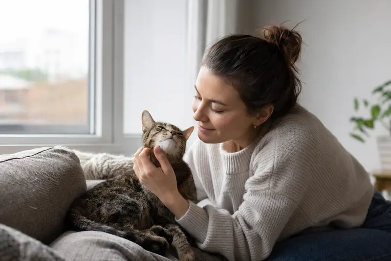 Katze beim Gesundheitscheck in ruhiger Umgebung