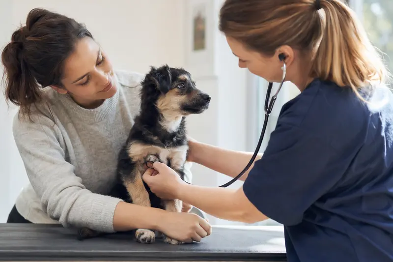 Welpe beim Tierarzt: Orientierung zur Krankenversicherung für Welpen