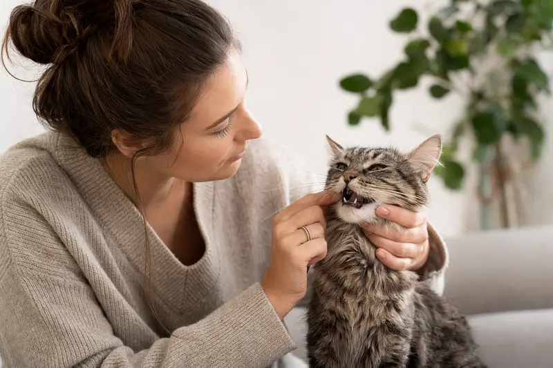Katze beim Tierarzt: Untersuchung im Maulbereich als Symbol für Zahnprobleme