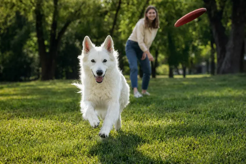 Weißer Schäferhund läuft fröhlich über eine grüne Wiese im Park, während sein Besitzer im Hintergrund mit ihm spielt.