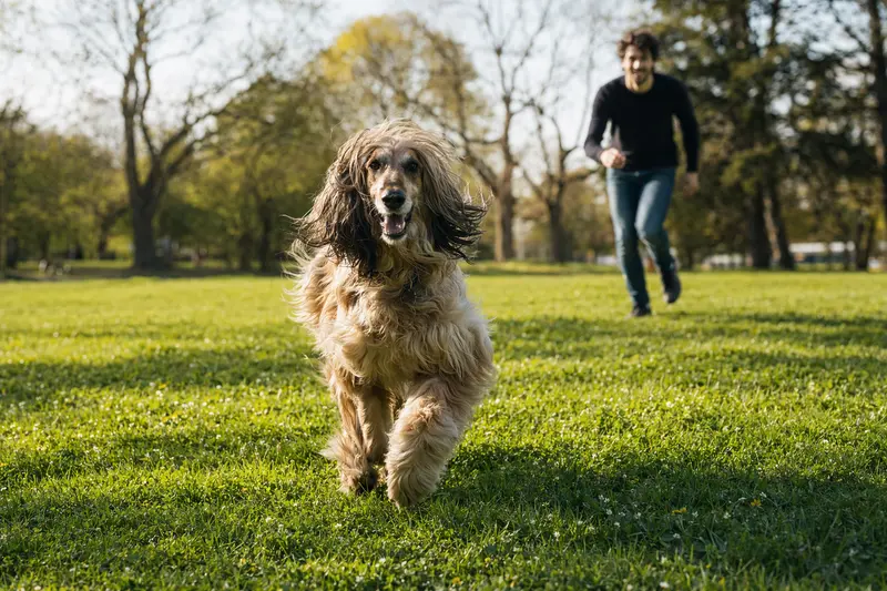Ein fröhlicher Afghanischer Windhund läuft über eine grüne Wiese, während sein Besitzer im Hintergrund mit ihm spielt.