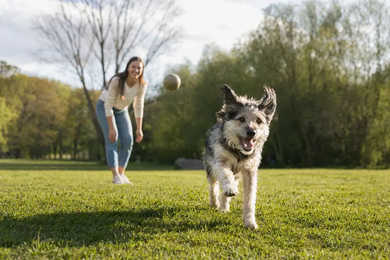 Ein fröhlicher Agassin Hund läuft über eine grüne Wiese, während sein Besitzer im Hintergrund mit ihm spielt, an einem sonnigen Tag.