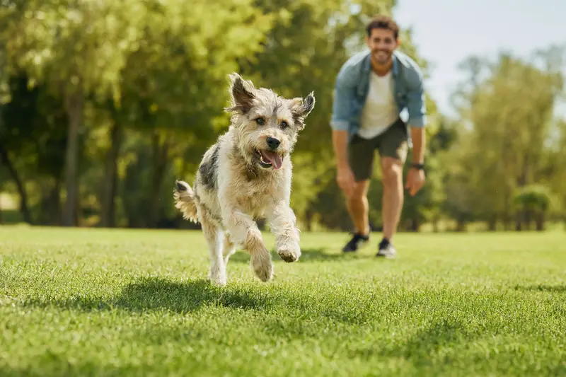 Ein fröhlicher Aidi Hund läuft über eine grüne Wiese, während sein Besitzer im Hintergrund mit ihm spielt und die Sonne scheint.