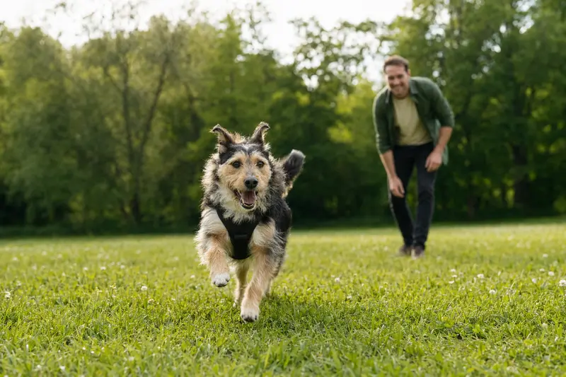 Ein vitaler Aiidi Hund läuft fröhlich über eine grüne Wiese im Park, während sein Besitzer im Hintergrund mit ihm spielt.