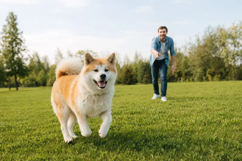 Ein Akita Inu Hund läuft fröhlich über eine grüne Wiese, während sein Besitzer im Hintergrund mit ihm spielt.
