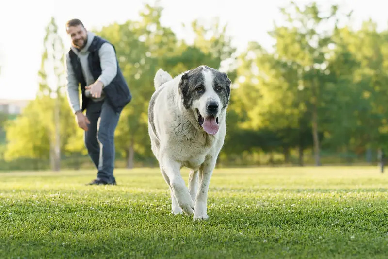 Ein fröhlicher Alabai Hund spielt bei sonnigem Wetter auf einer Wiese mit seinem Besitzer.