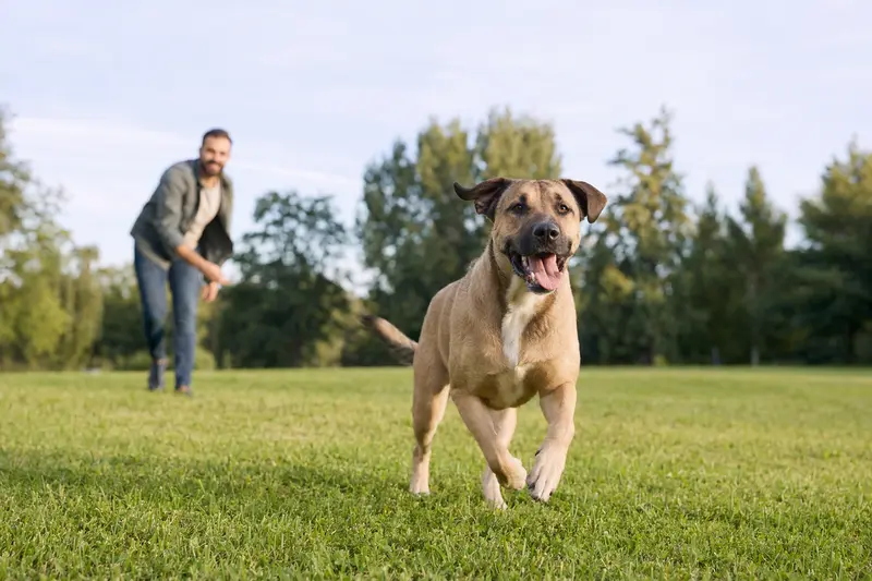 Ein fröhlicher Alangu Mastiff Hund läuft über eine grüne Wiese, während sein Besitzer im Hintergrund mit ihm spielt.