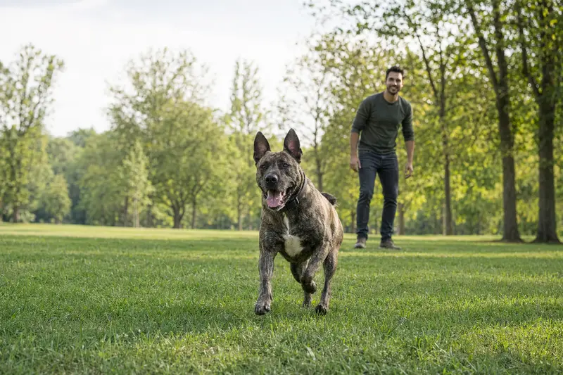 Ein fröhlicher Alano Español Hund läuft über eine grüne Wiese, während sein Besitzer im Hintergrund spielt.