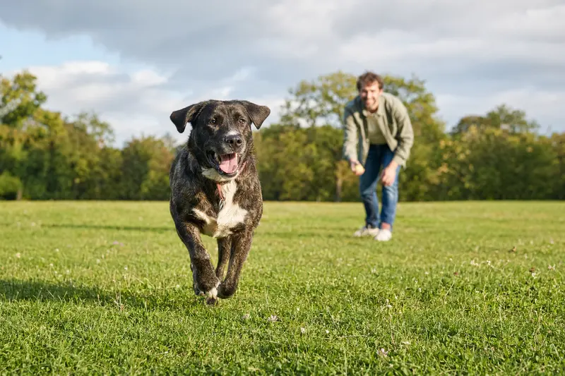 Ein lebendiger Alano Hund läuft fröhlich über eine grüne Wiese, während sein Besitzer im Hintergrund spielt.