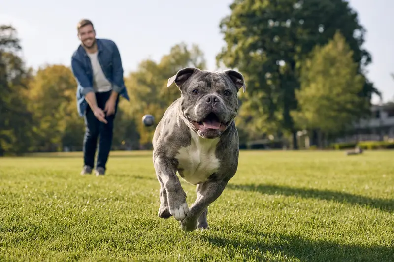Ein gesunder Alapaha Blue Blood Bulldog Hund rennt fröhlich über eine grüne Wiese, während sein Besitzer im Hintergrund mit ihm spielt.