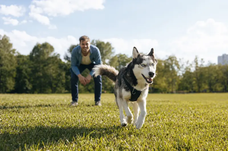 Ein fröhlicher Alaska Husky läuft über eine grüne Wiese, während sein Besitzer im Hintergrund mit ihm spielt.